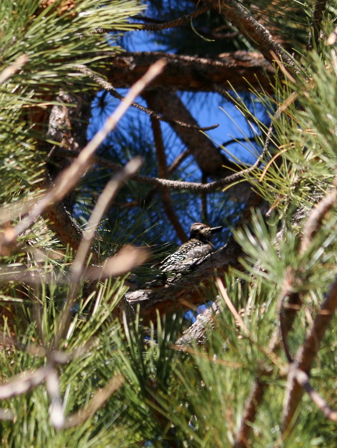 Yellow-bellied Sapsucker - ML647735296