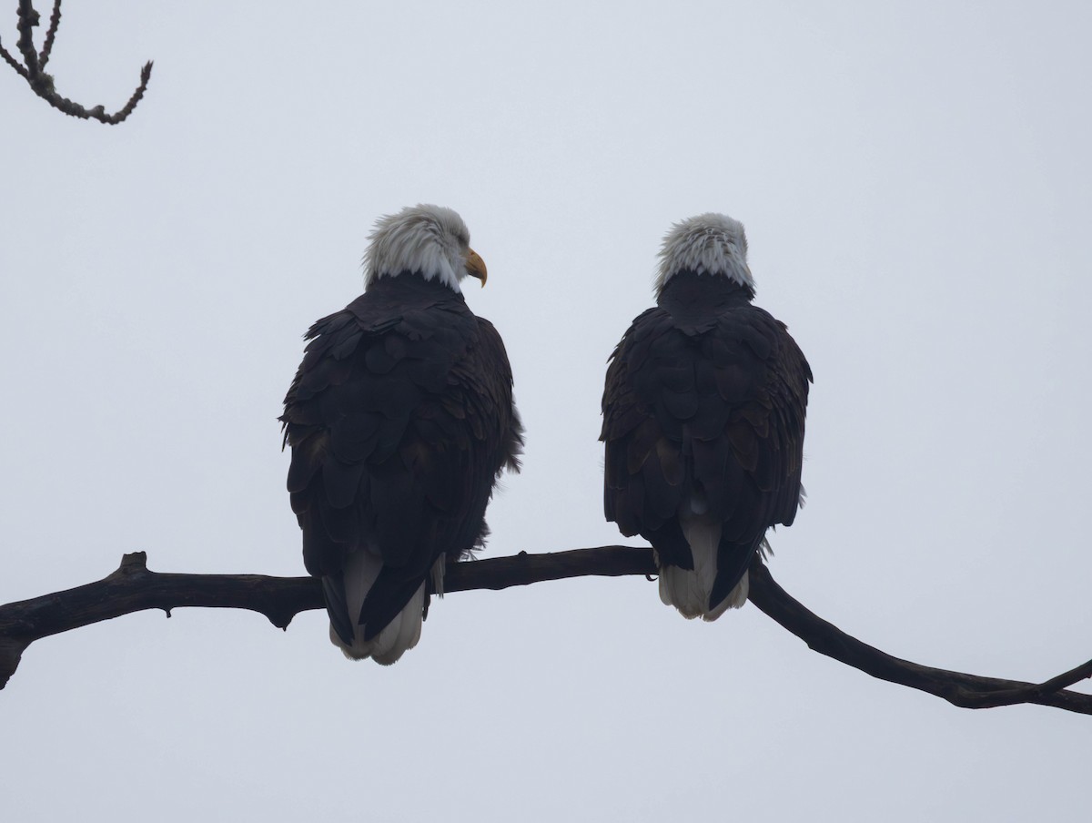 Itsas arrano buruzuria - ML647735321