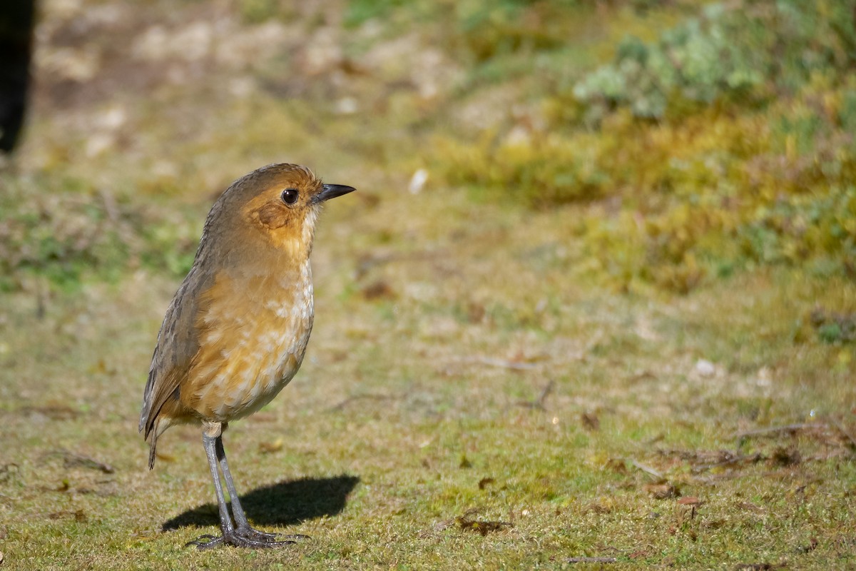 Boyaca Antpitta - ML647735328