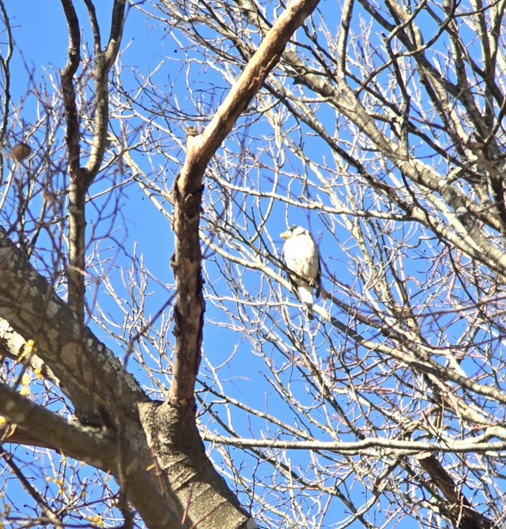 gråkjernebiter - ML647735334