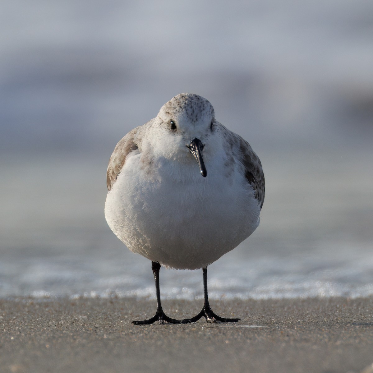 Txirri zuria - ML647735336