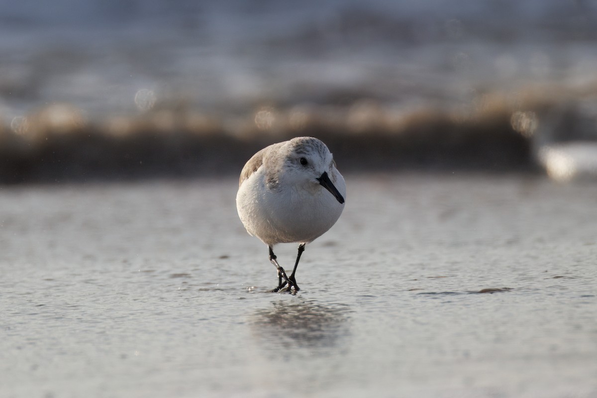 Txirri zuria - ML647735337