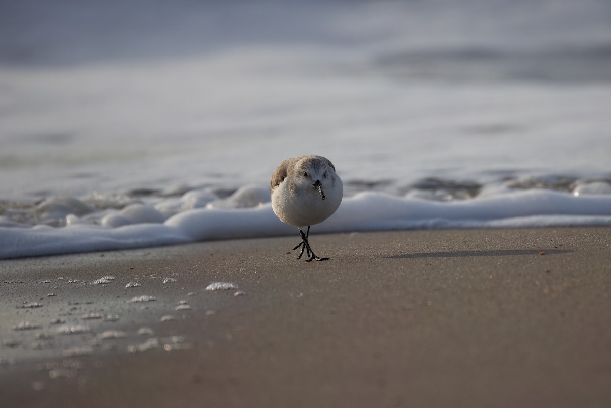 Txirri zuria - ML647735339