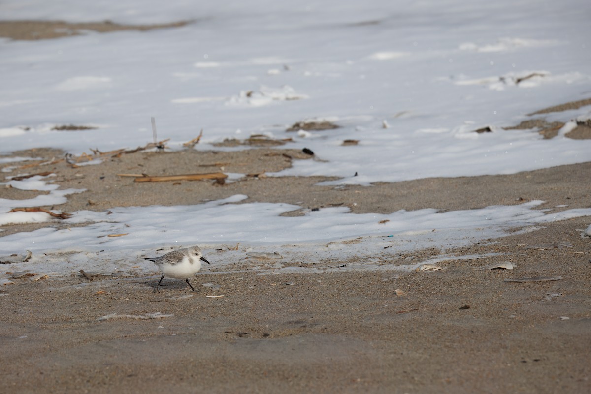 Txirri zuria - ML647735341