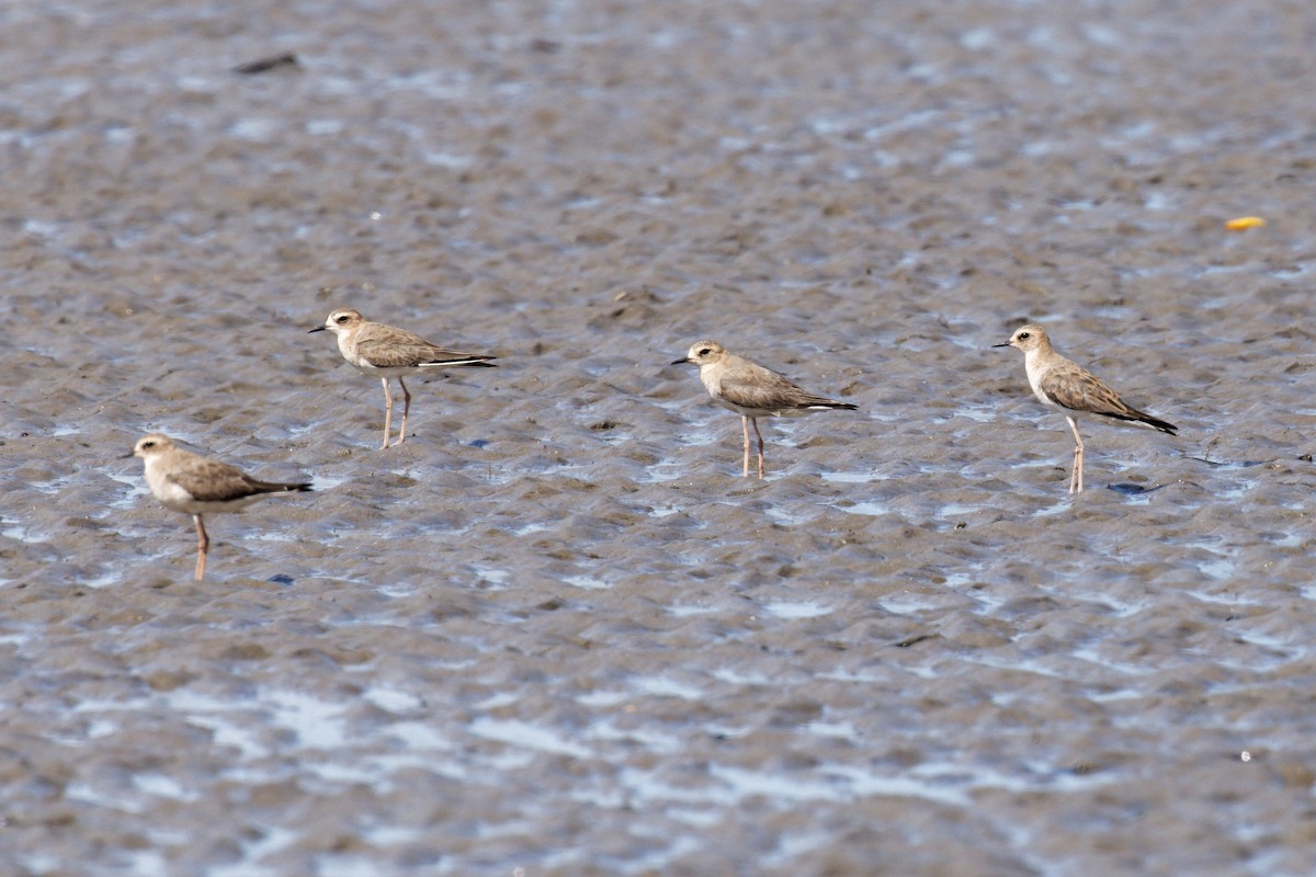 Txirritxo ekialdetarra - ML647735352