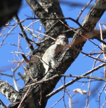 Red-naped Sapsucker - ML647735353