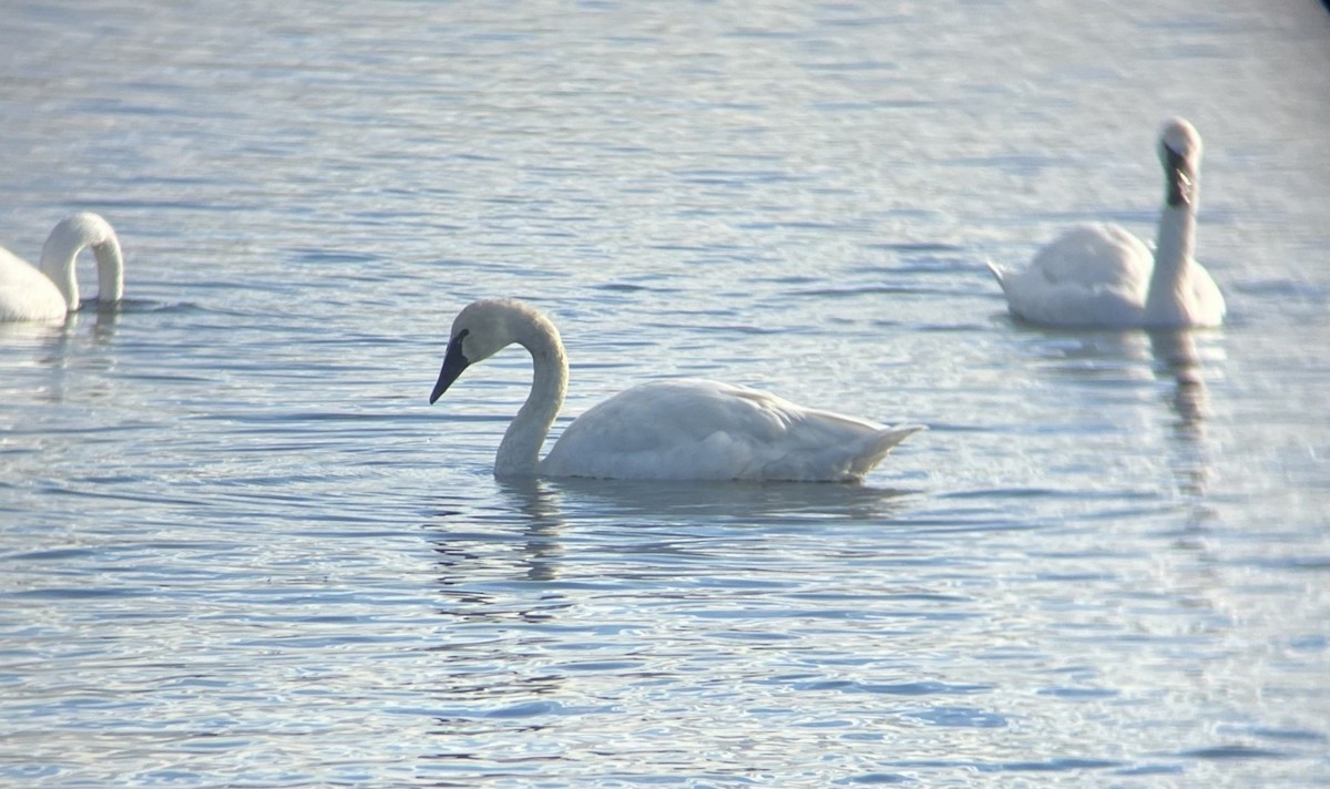 Tundra Swan - ML647735367