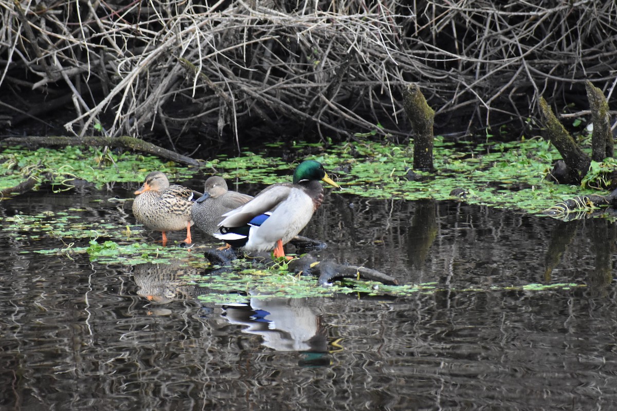 マガモ - ML647735372