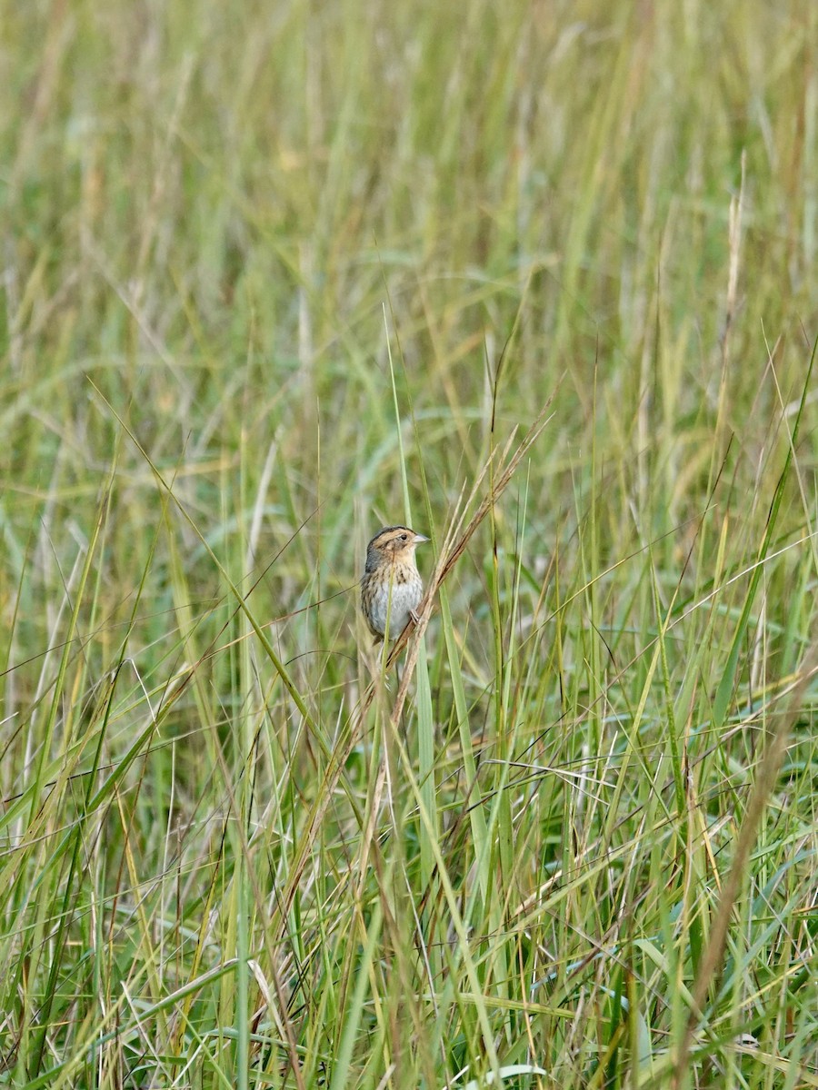 Nelson's Sparrow - ML647735373