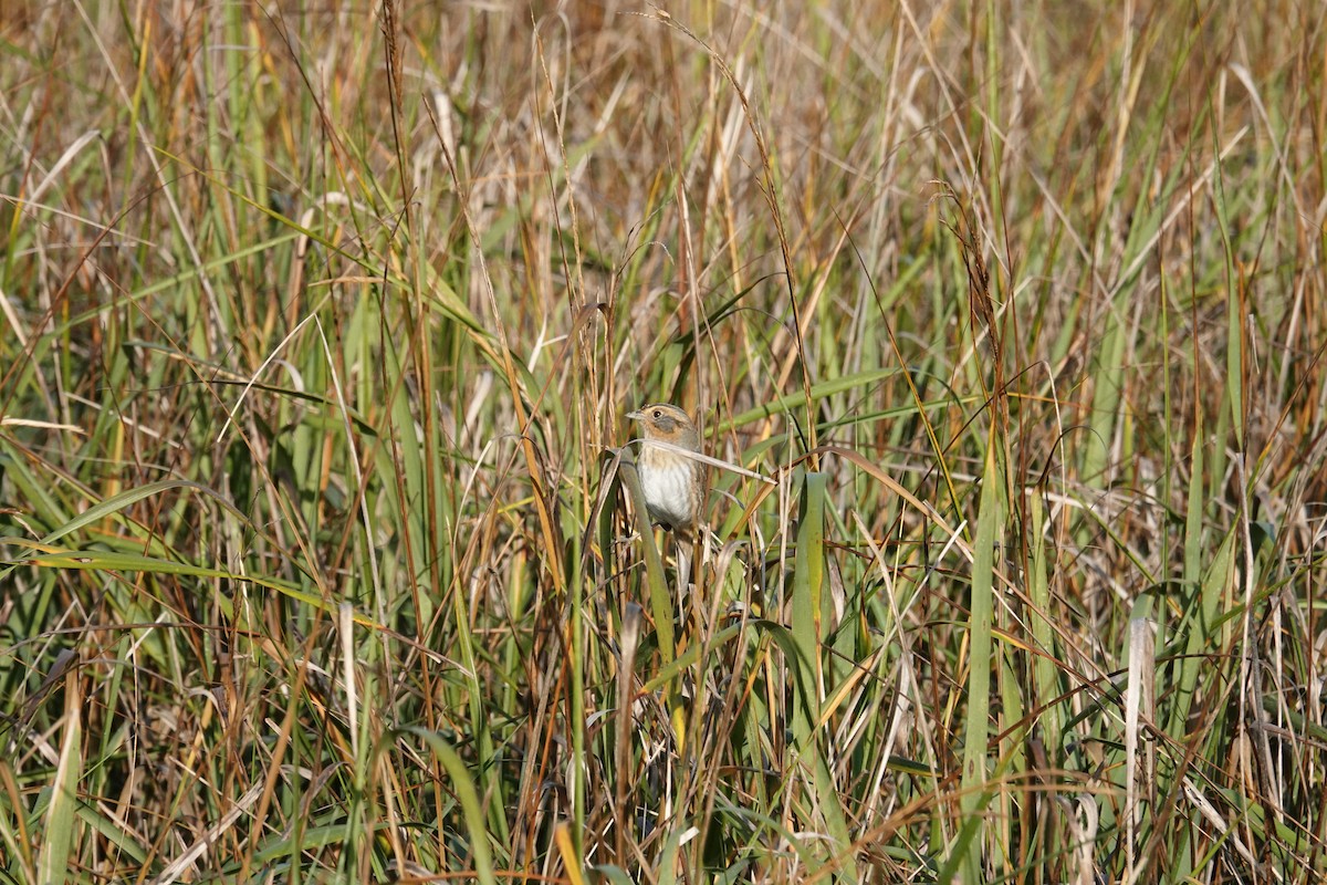 Nelson's Sparrow - ML647735379