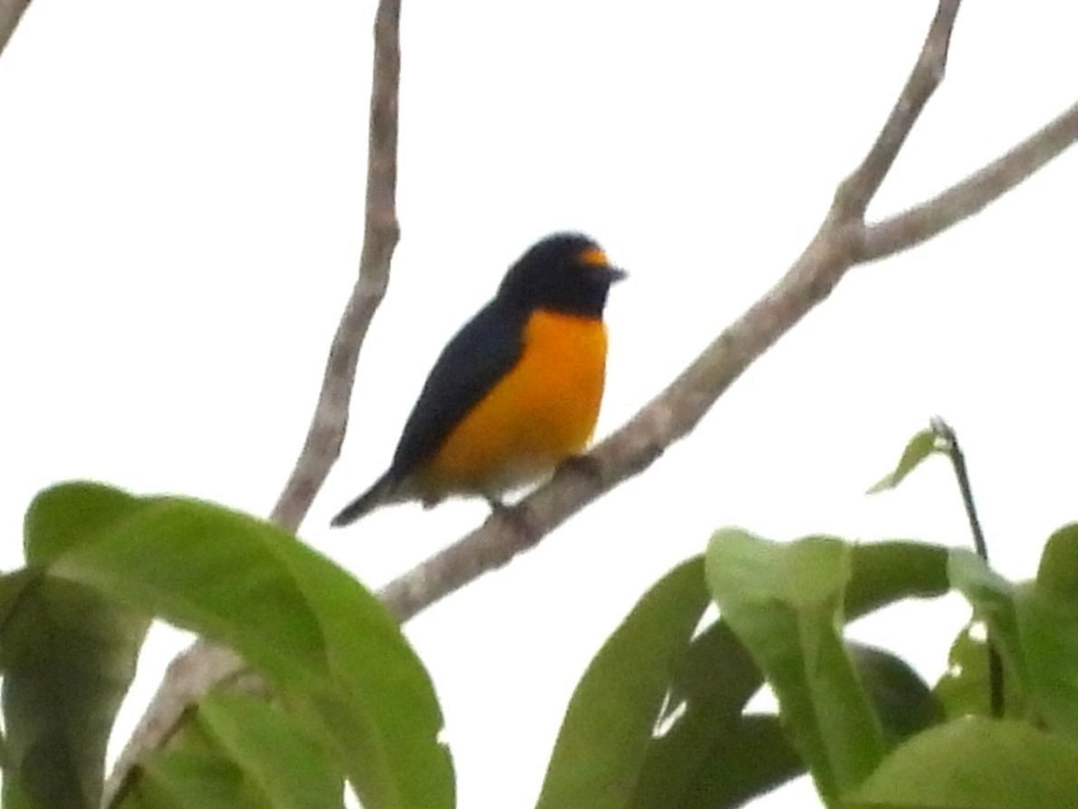 White-vented Euphonia - ML647735381