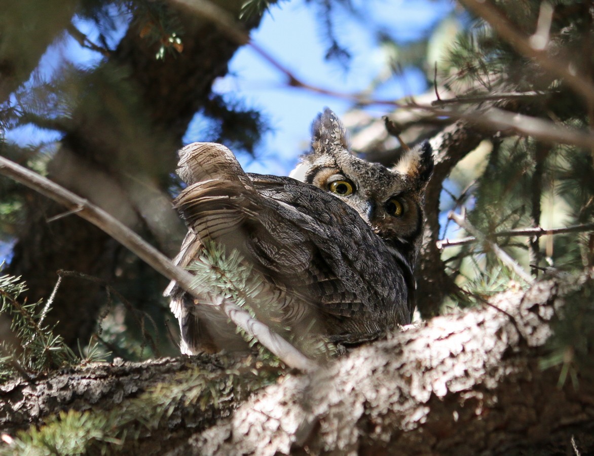 Great Horned Owl - ML647735389