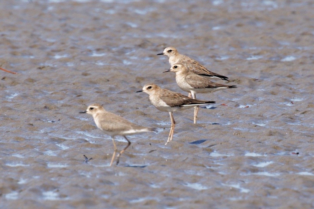 Txirritxo ekialdetarra - ML647735390