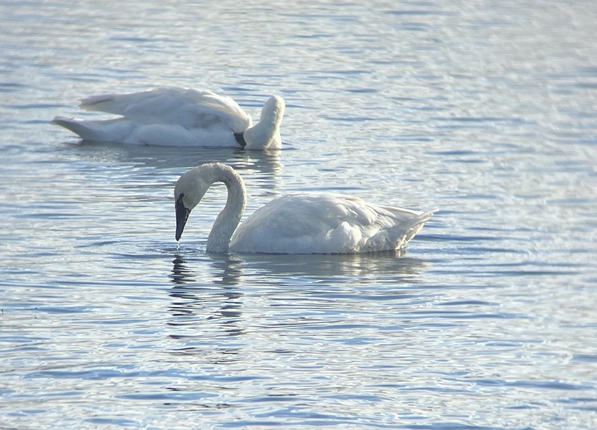 Tundra Swan - ML647735391