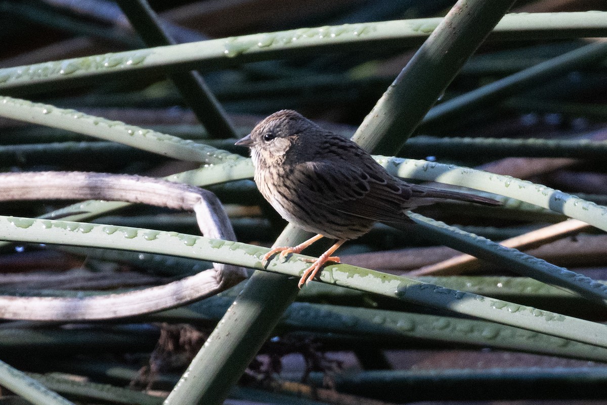Lincoln's Sparrow - ML647735405