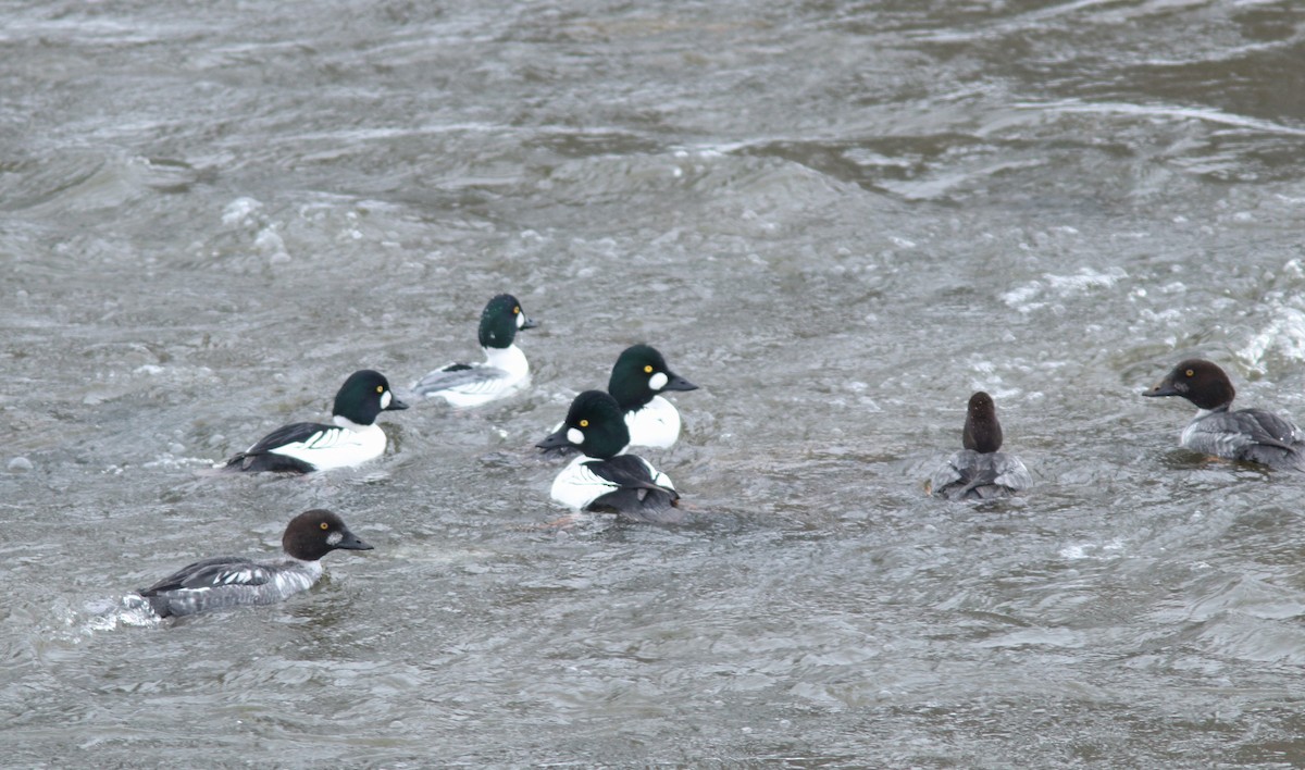 עבראש ירוק - ML647735406