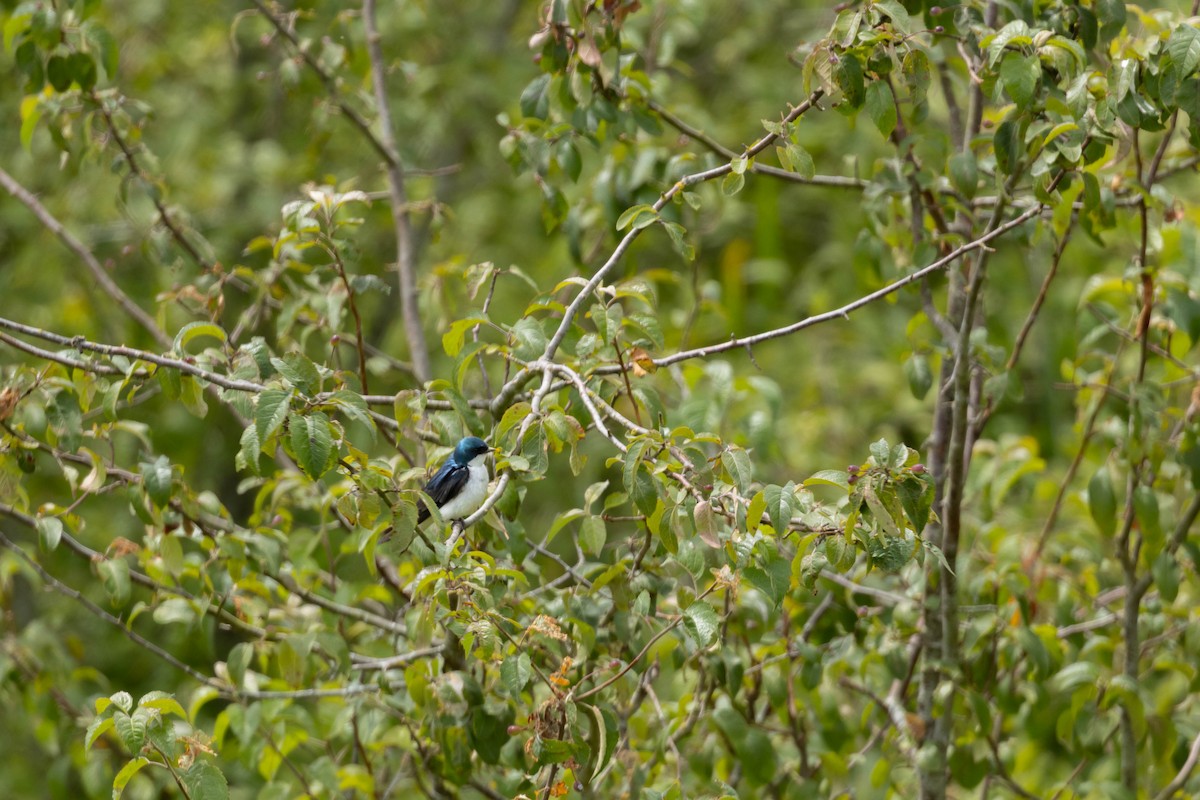 Tree Swallow - ML647735425