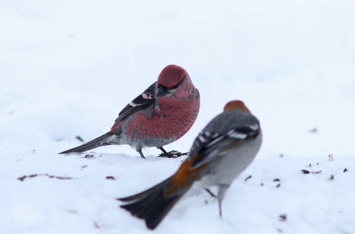 Pinu-gailupa - ML647735426