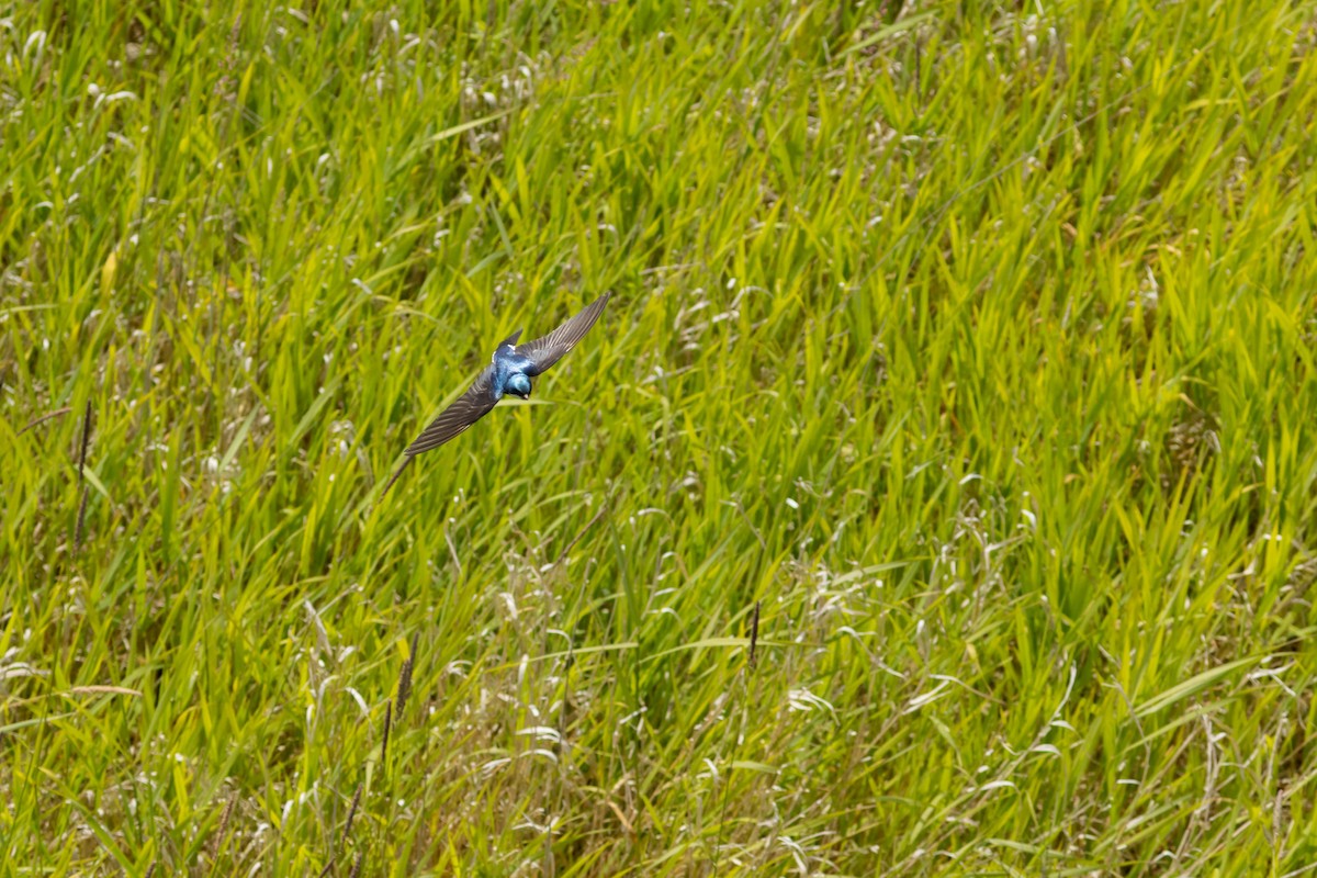 Tree Swallow - ML647735427