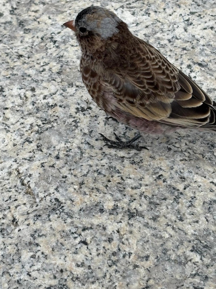 Gray-crowned Rosy-Finch - ML647735428