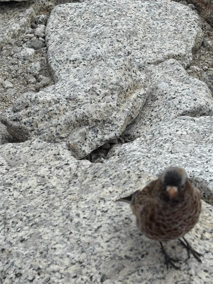 Gray-crowned Rosy-Finch - ML647735429
