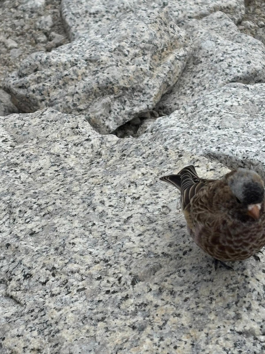 Gray-crowned Rosy-Finch - ML647735430