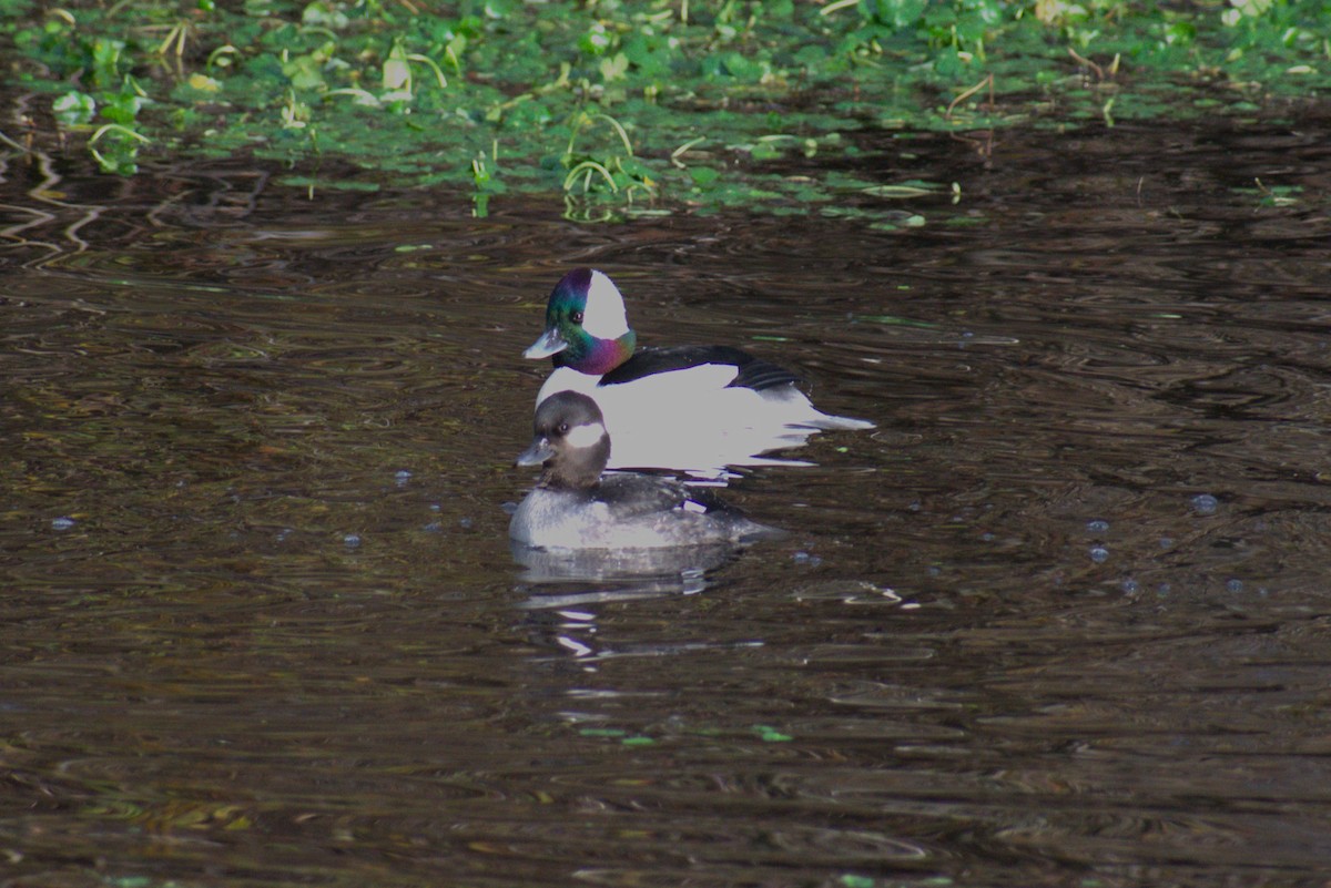 ヒメハジロ - ML647735431