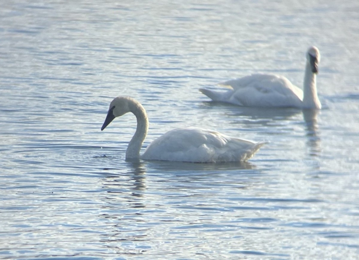 Tundra Swan - ML647735432