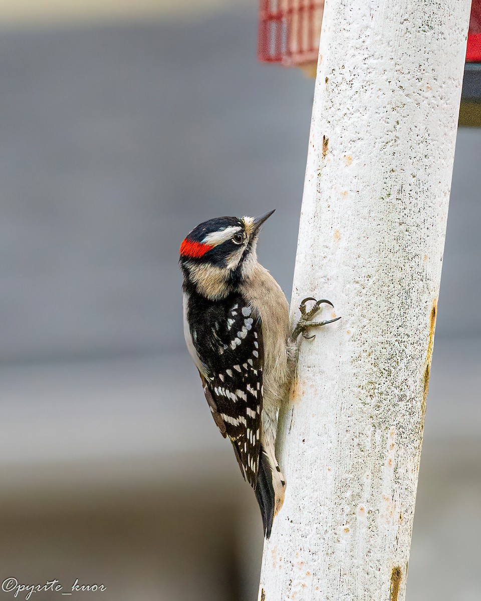 Дятел пухнастий - ML647735440