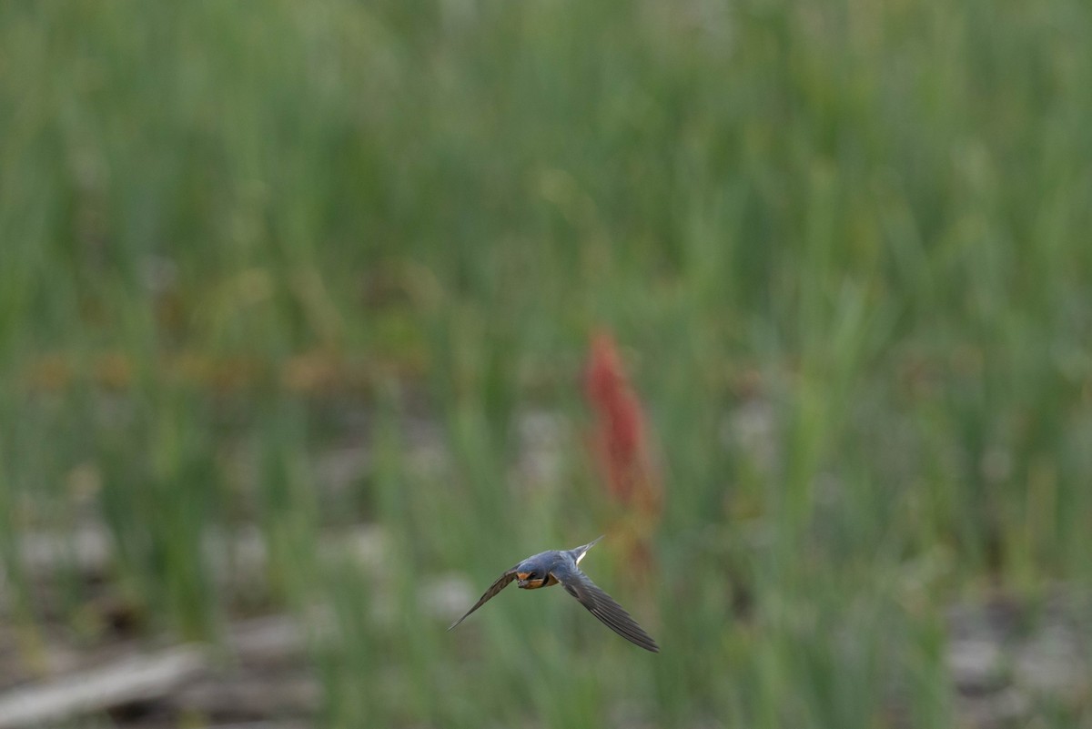 Ластівка сільська - ML647735444