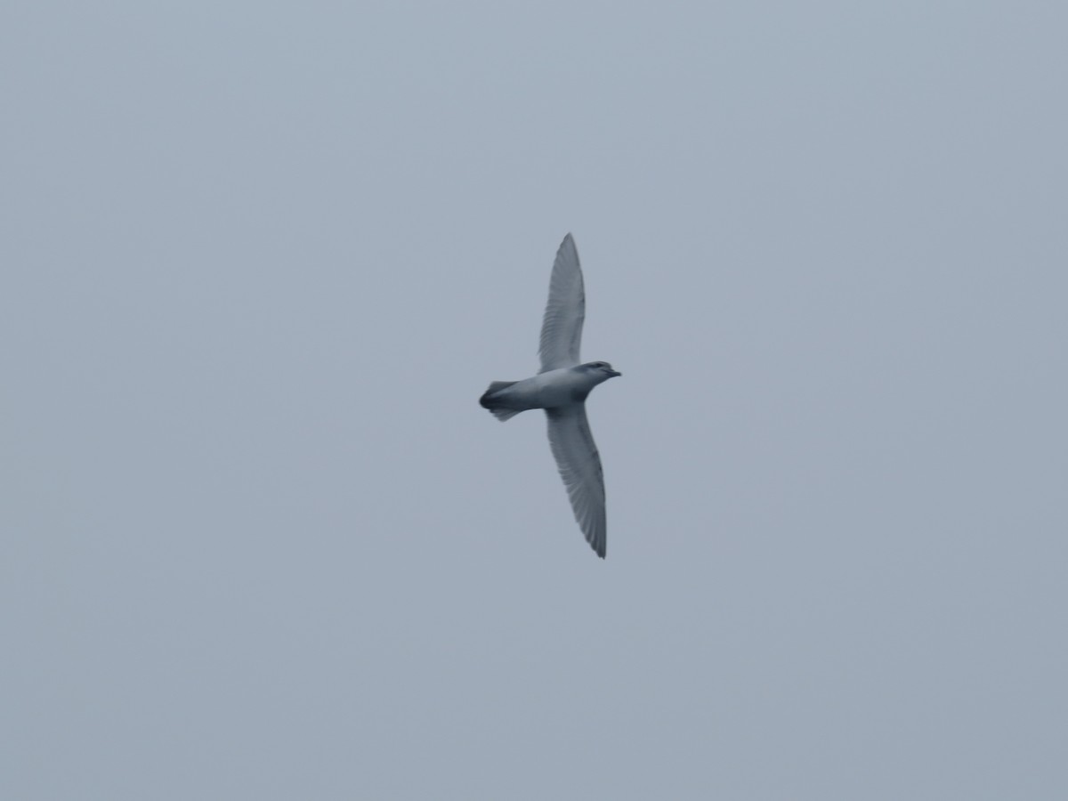 Антарктический прион - ML647735451