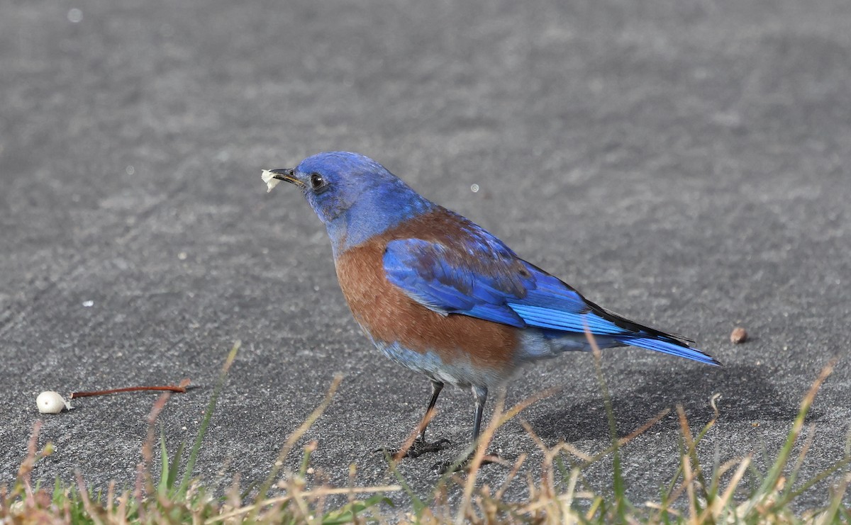 Western Bluebird - ML647735453
