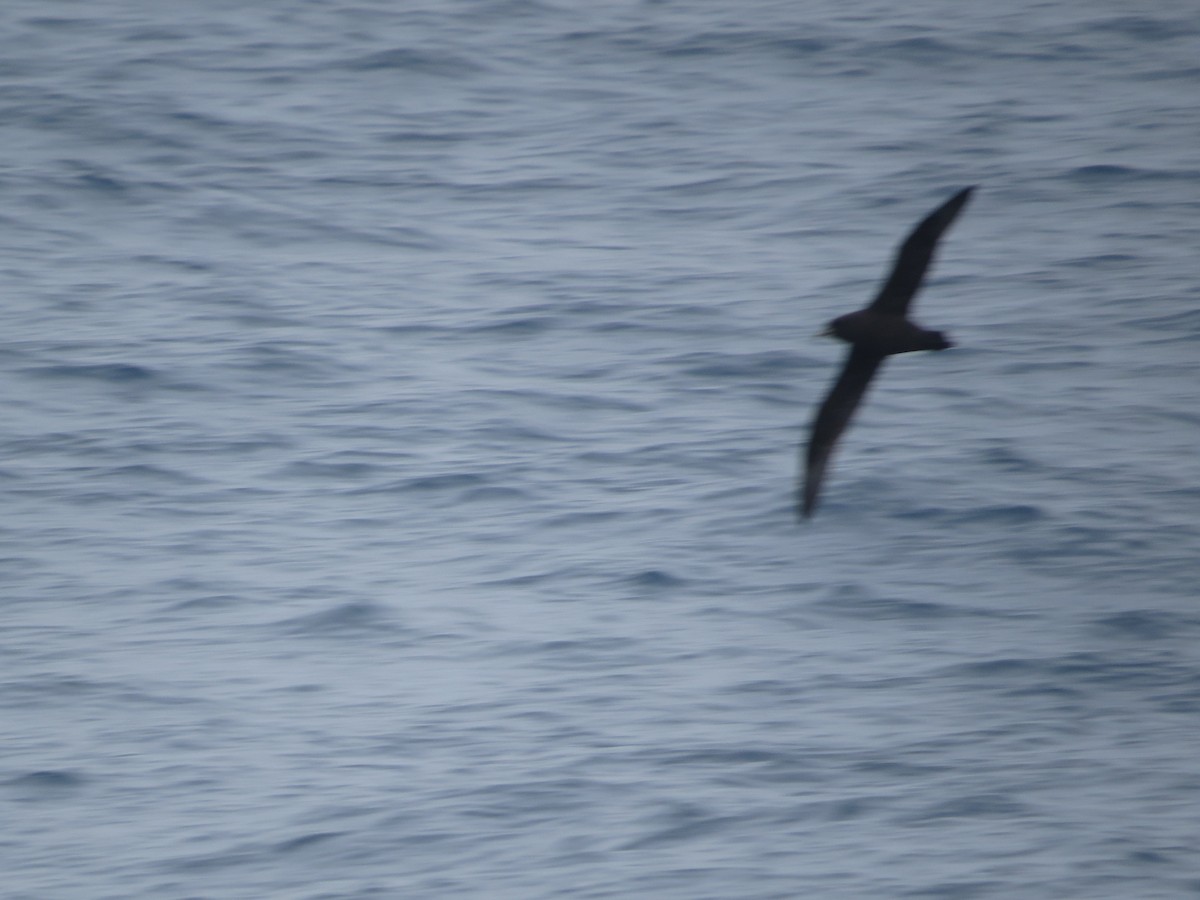 Beyaz Gıdılı Yelkovan - ML647735460