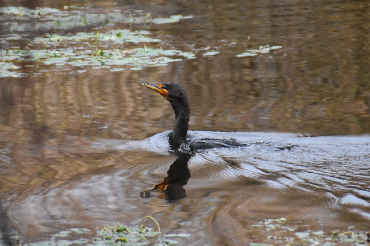 ミミヒメウ - ML647735468