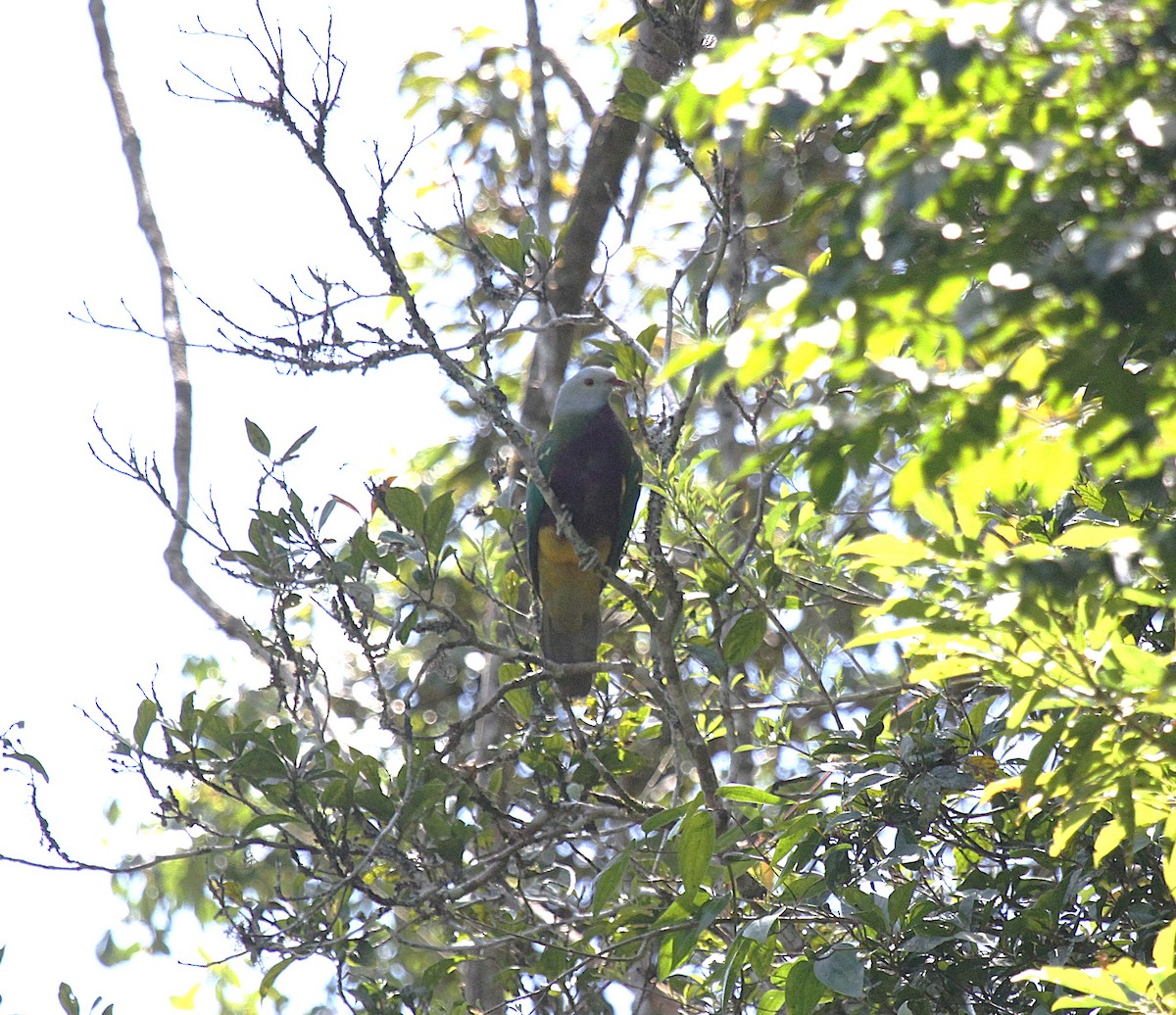 Wompoo Fruit-Dove - ML647735472