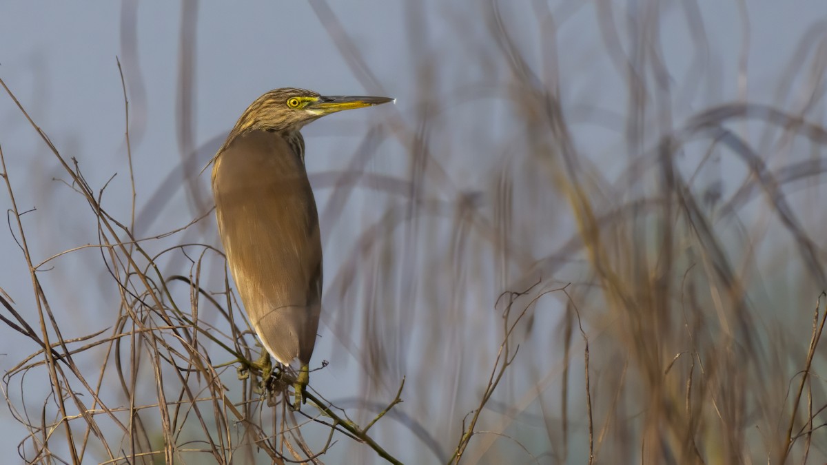 Indian Pond-Heron - ML647735483