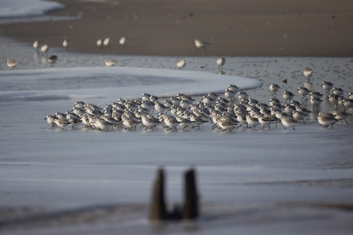 Txirri zuria - ML647735490