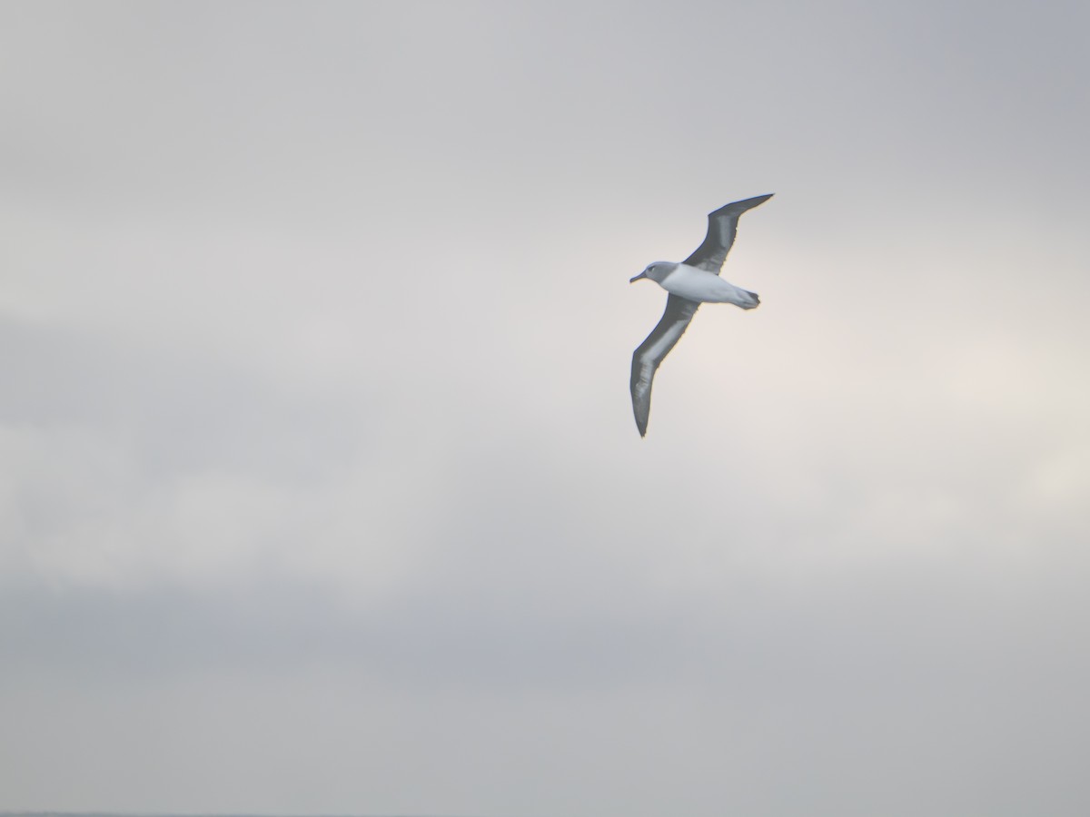 Boz Başlı Albatros - ML647735492