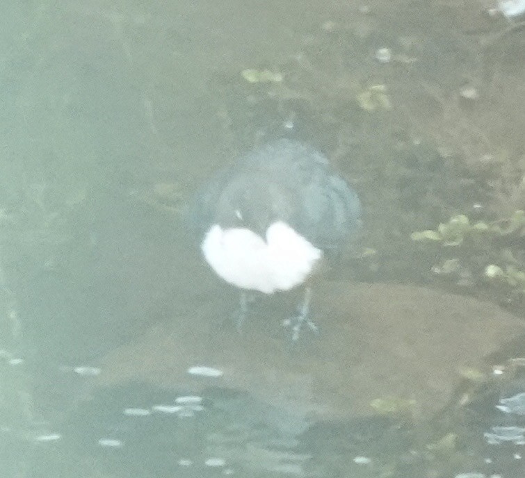 Пронурок біловолий - ML647735493