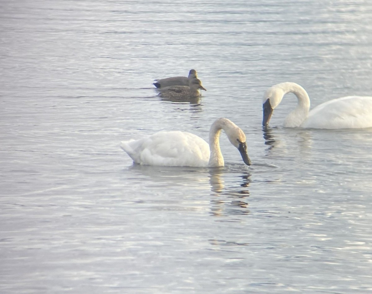 Tundra Swan - ML647735494