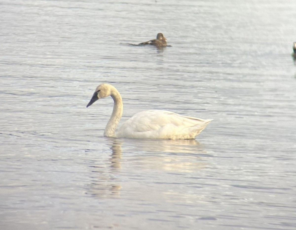 Tundra Swan - ML647735501