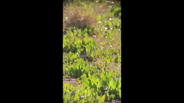 Американский бекас - ML647735517