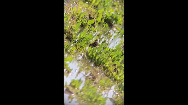 Американский бекас - ML647735521