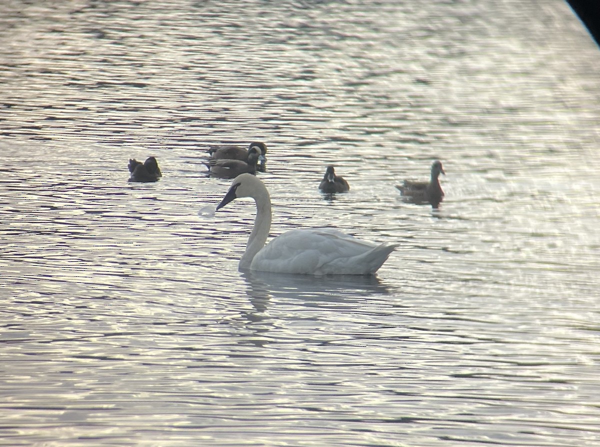 Tundra Swan - ML647735533