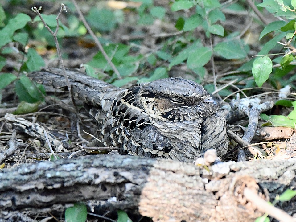 pauraquenattravn - ML647735536