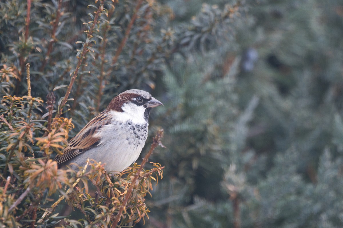 House Sparrow - ML647735552
