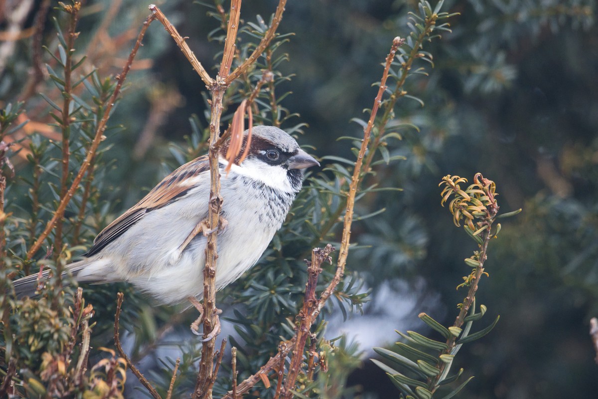 House Sparrow - ML647735553