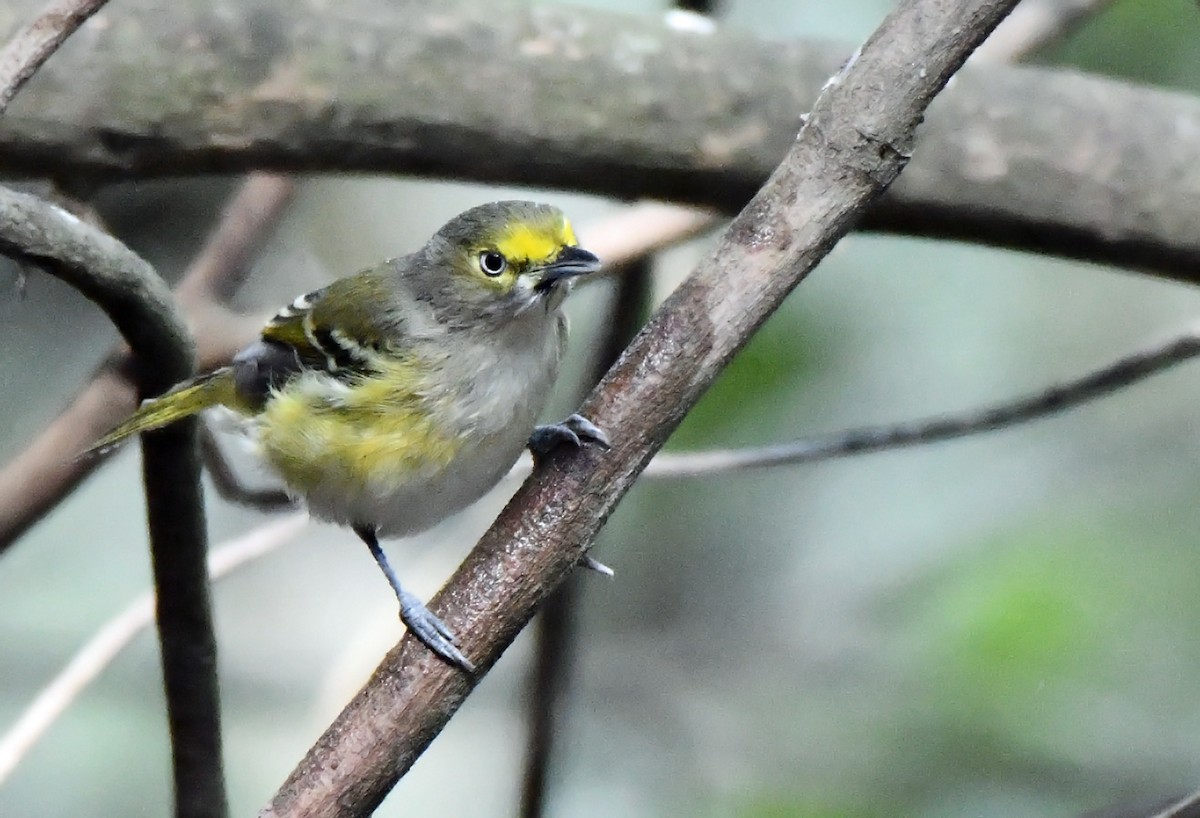 Белоглазый виреон - ML647735559