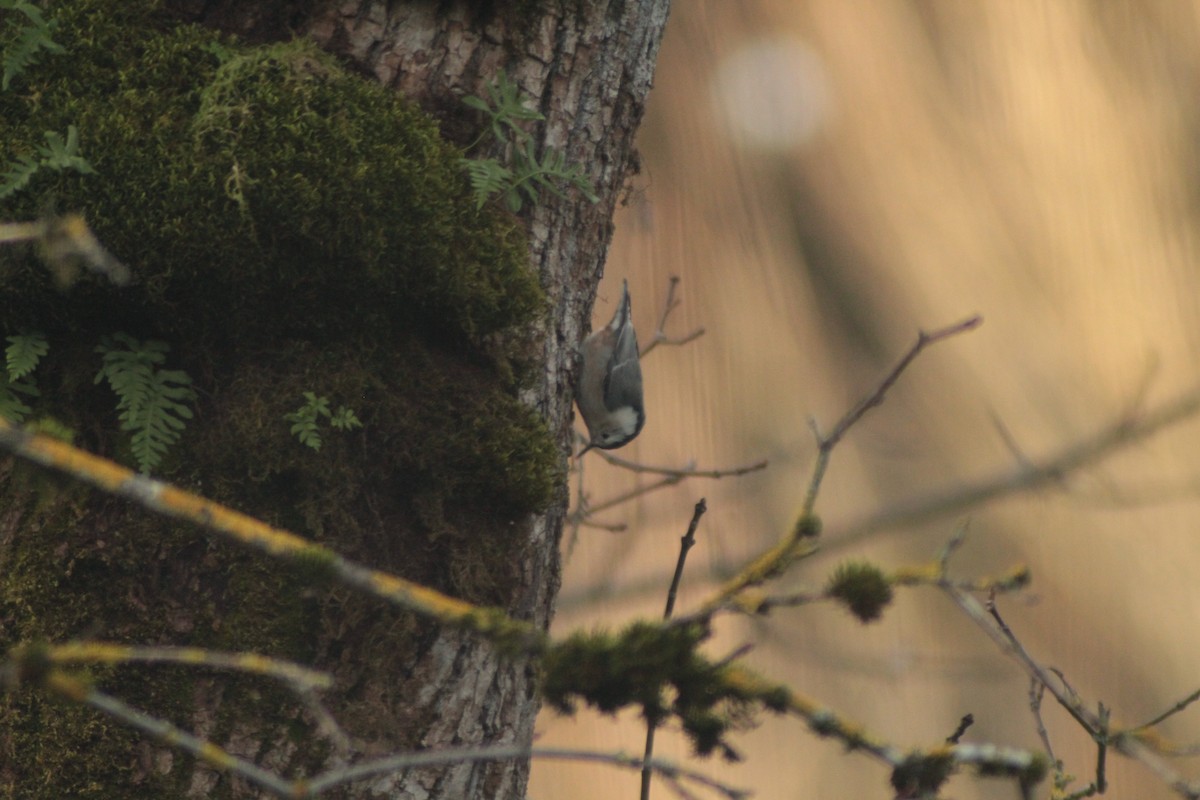 Sittelle à poitrine blanche - ML647735565