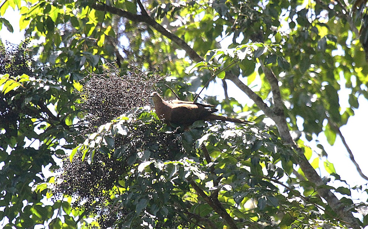 Maronentaube - ML647735567